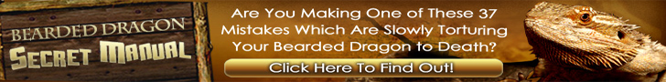 Bearded Dragon Secret Manual