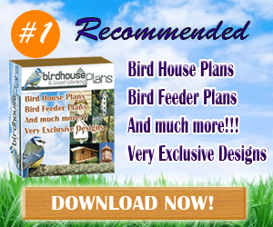Bird House Plans