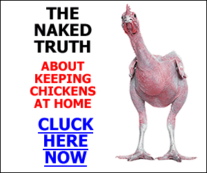 Chicken Raising Secrets