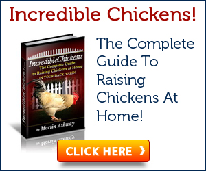 Chicken Raising Tips