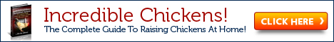 Chicken Raising Tips