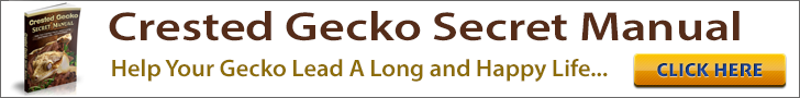 Crested Gecko Secret Manual