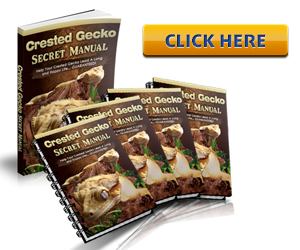 Crested Gecko Care Guide