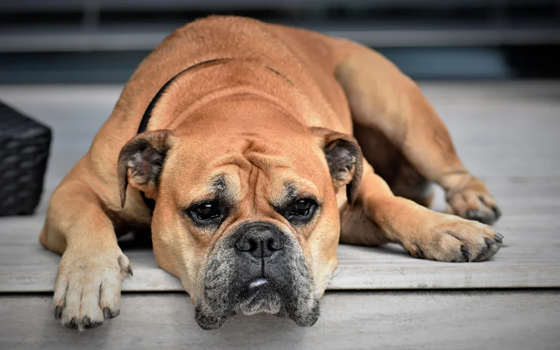 A Guide to a Perfect All-Breed Dog Grooming