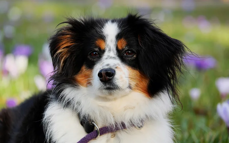 Dog Grooming Supplies Your Dog Must Have