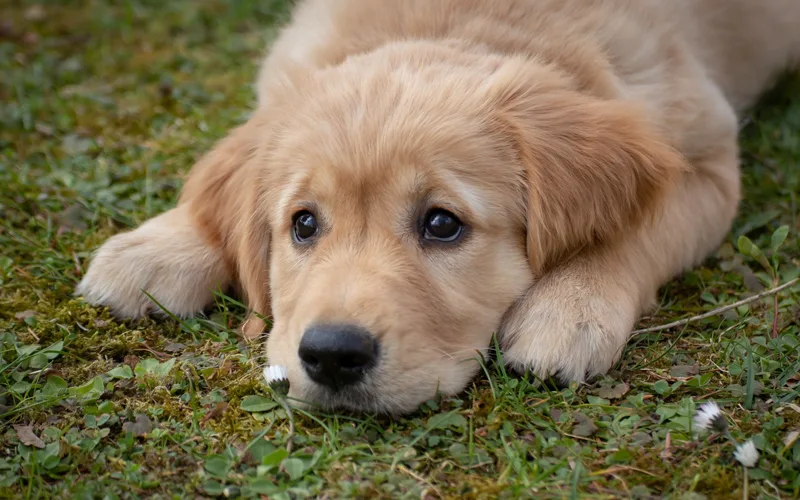 What Dog Grooming Equipment You Should Look for?