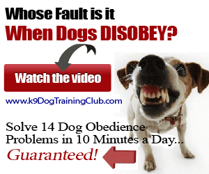 Perferct Pooch Training