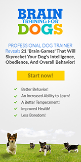 Brain Training for Dogs