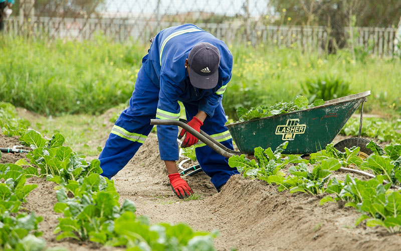 Maximize Your Harvest with Succession Planting