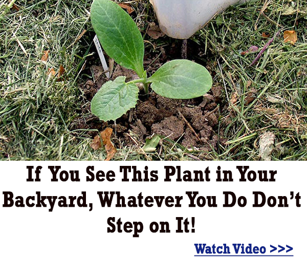 The Lost Book of Remedies