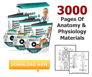 Human Anatomy and Physiology Study Course
