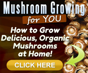 Mushroom Growing for You